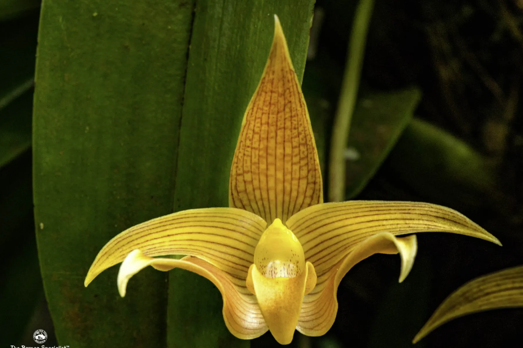 Bulbophyllum lobbii