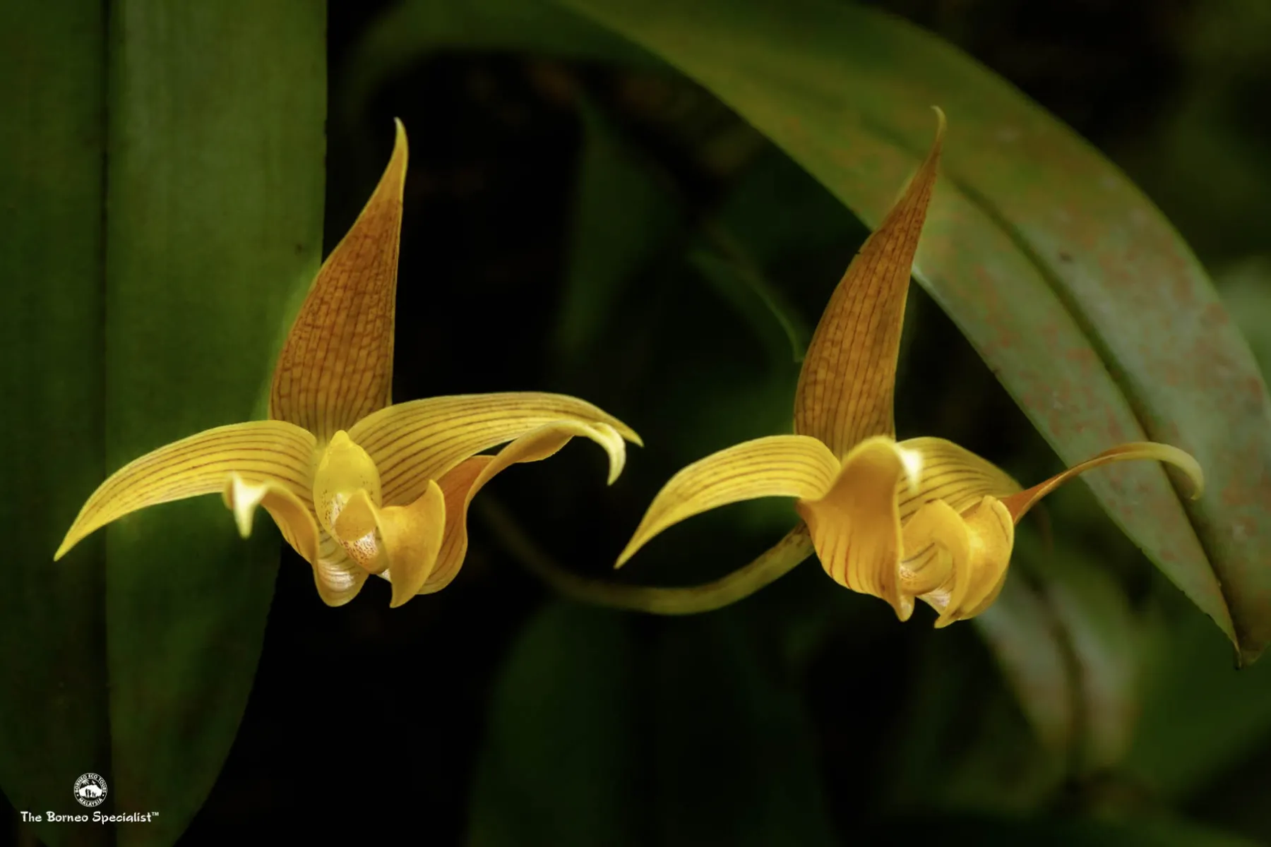 Bulbophyllum lobbii