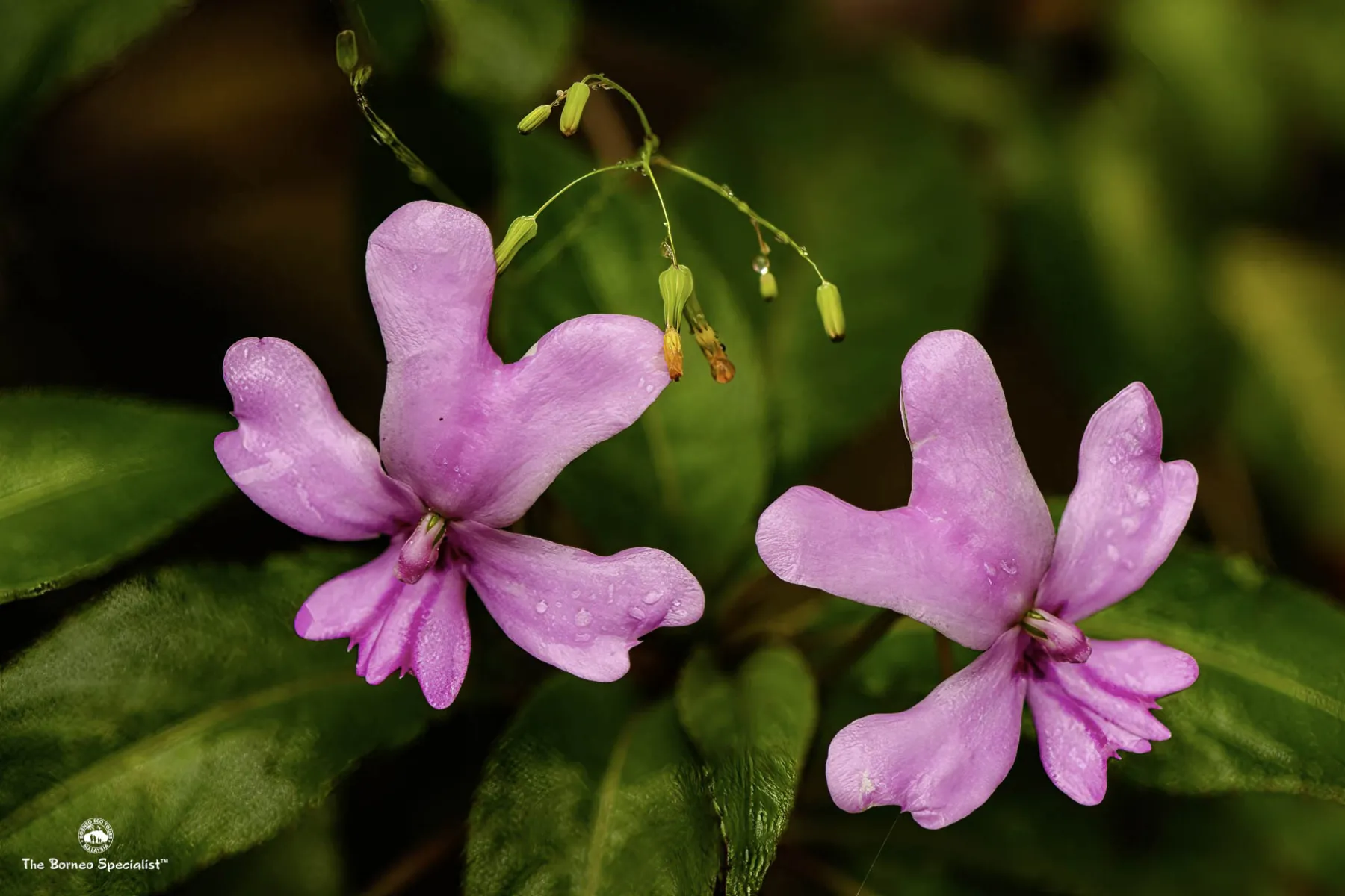 Kinabalu Balsam