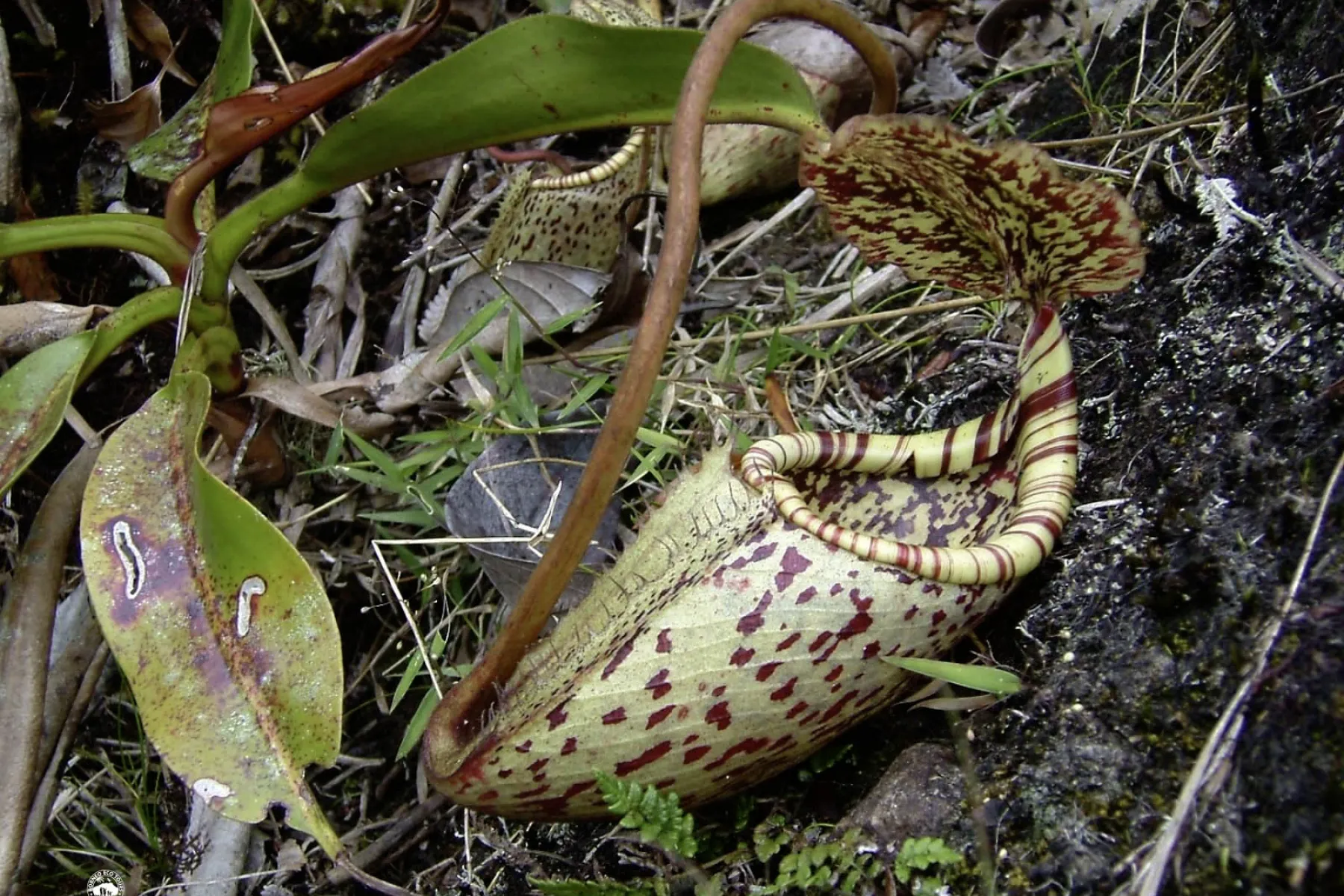 Nepenthes burbigeae