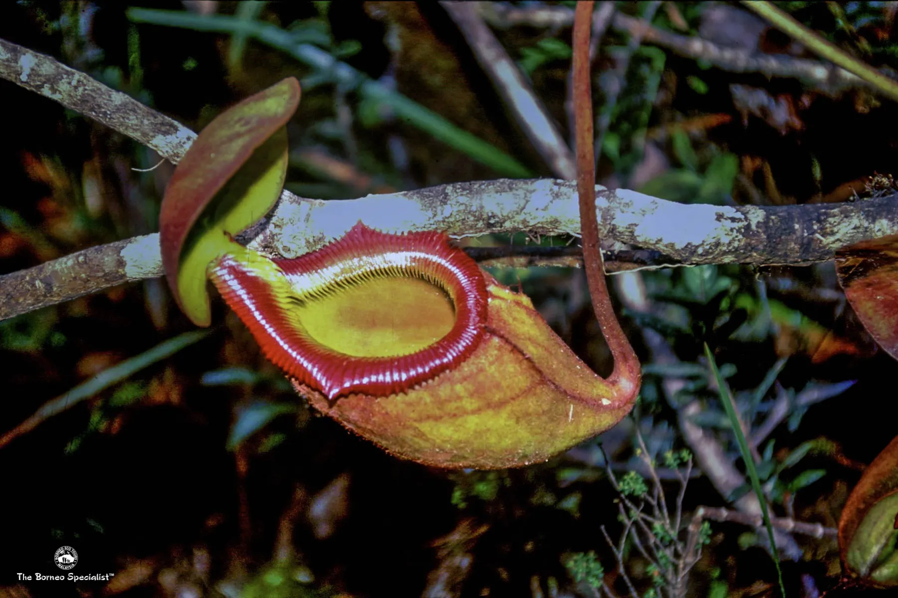 Nipenthes kinabaluensis
