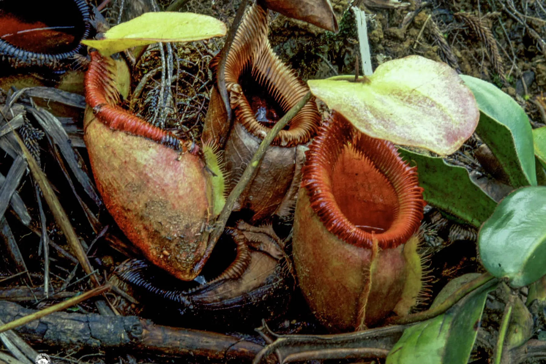 nepenthes villosa