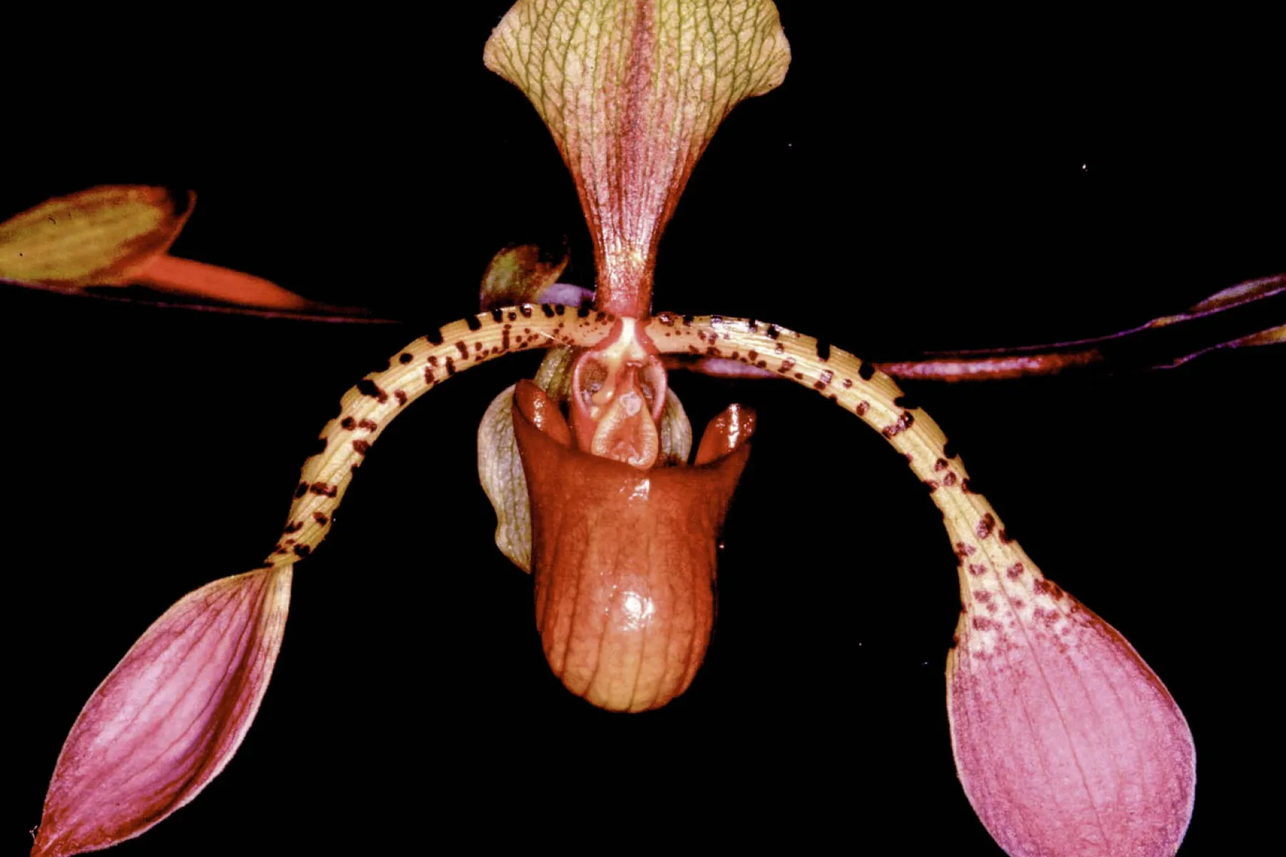 paphiopedilum lowii
