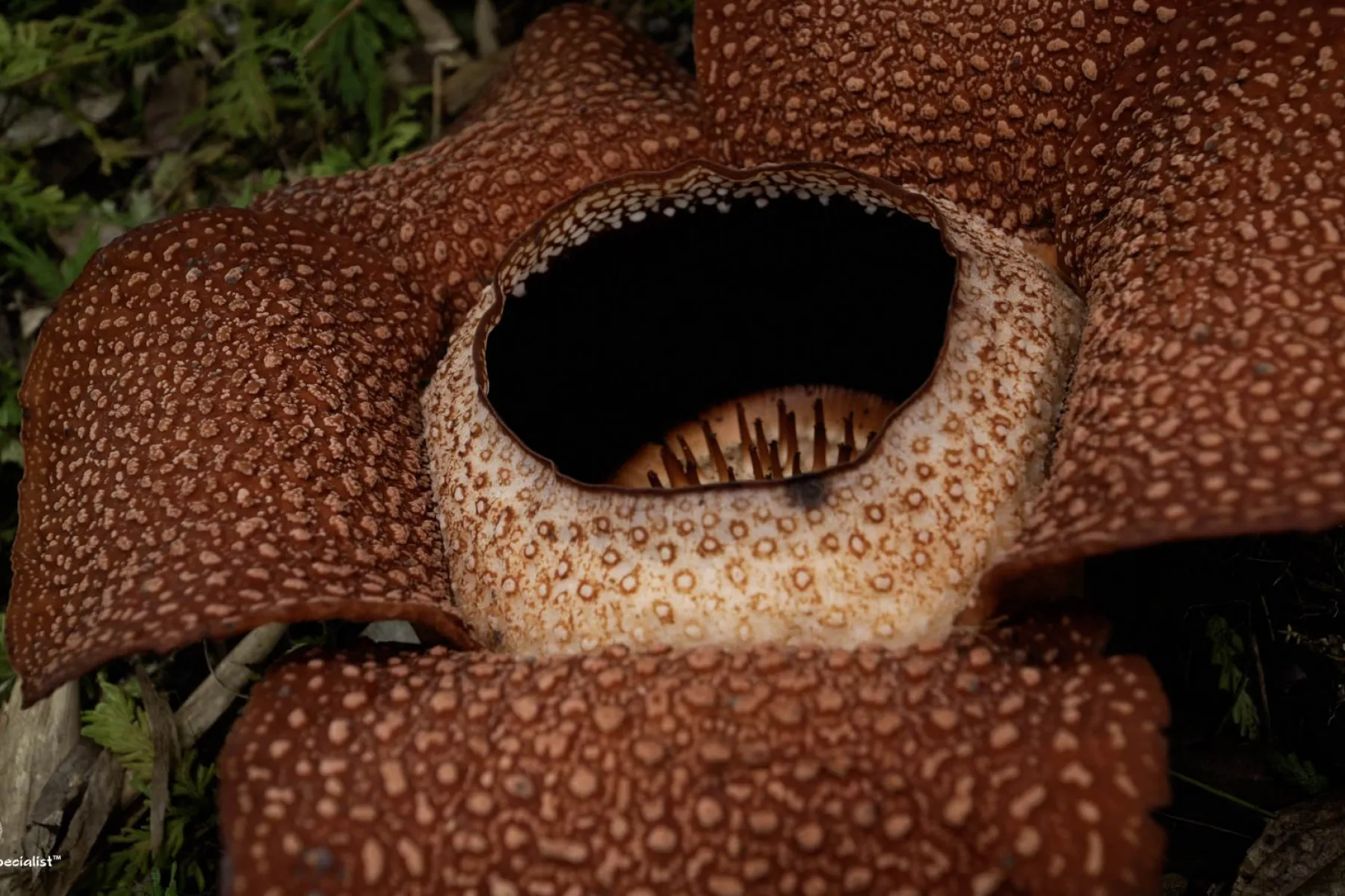 rafflesia keithii