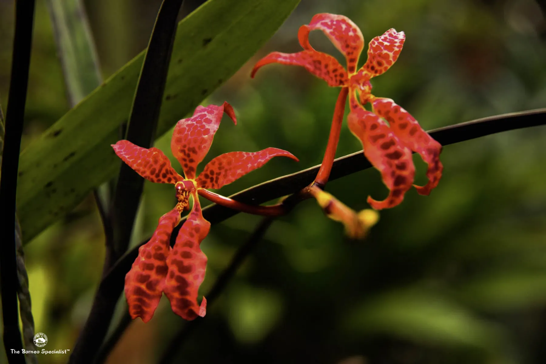 renanthera bella