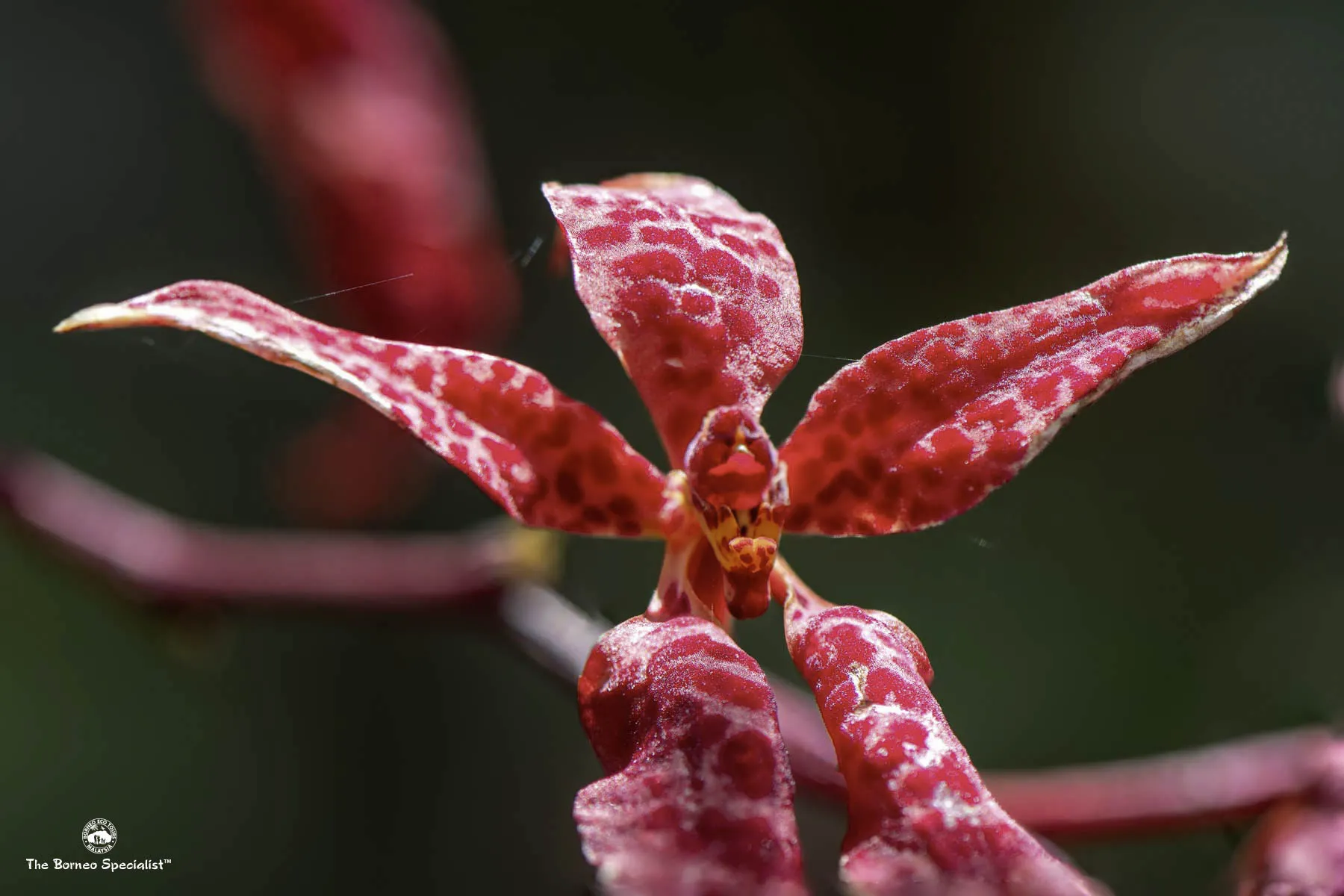 Renanthera bella