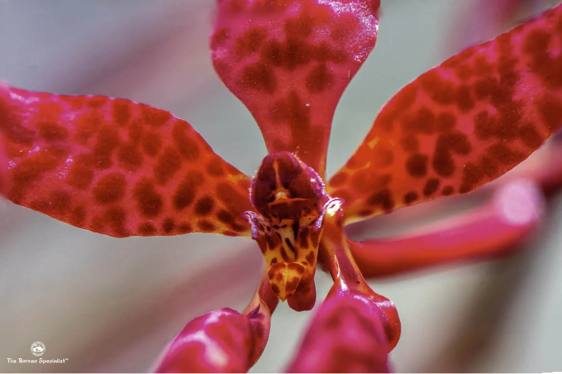 renanthera bella