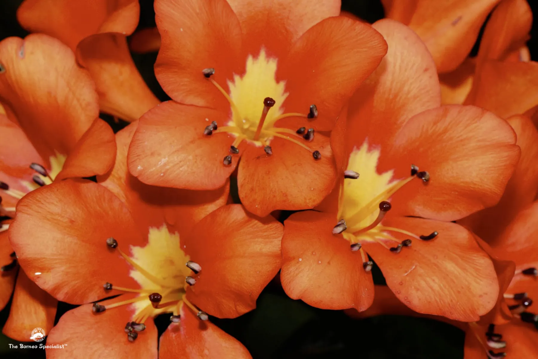 Rhododendron brookeanum