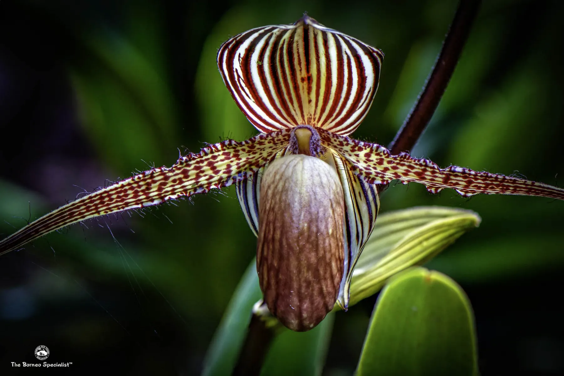 rothschild orchid