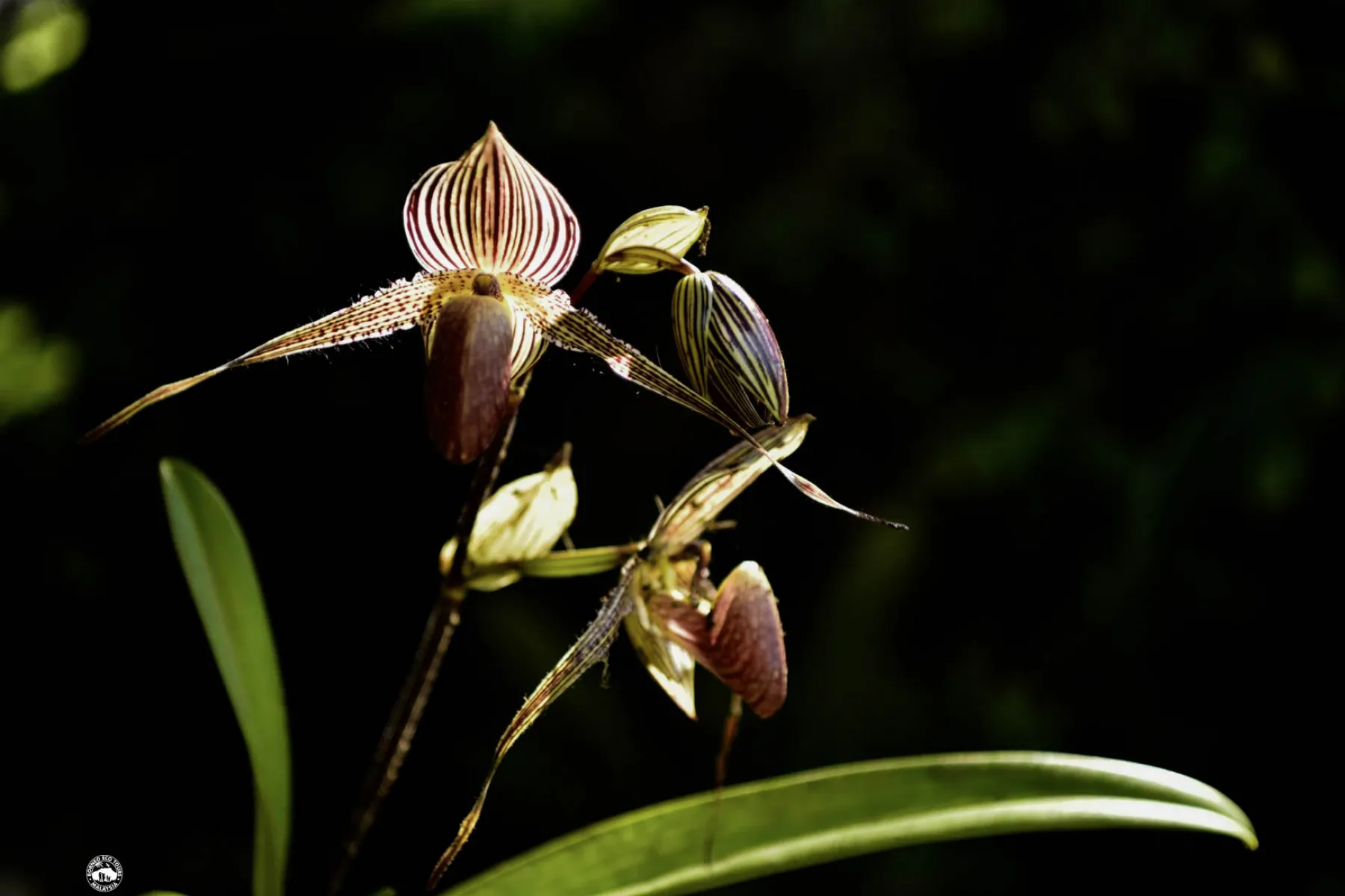 Rothschild orchid