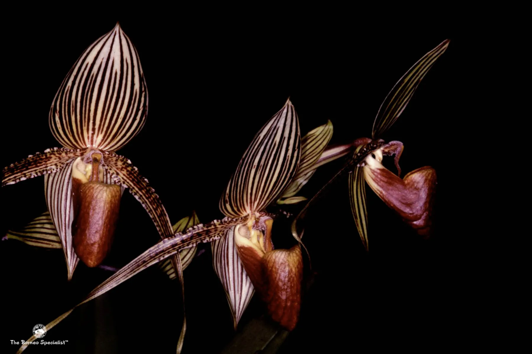 Rothschild orchid