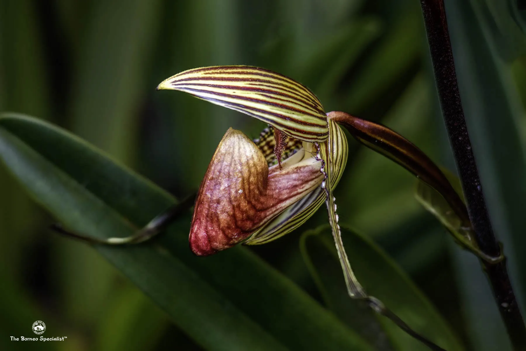 rothschild orchid