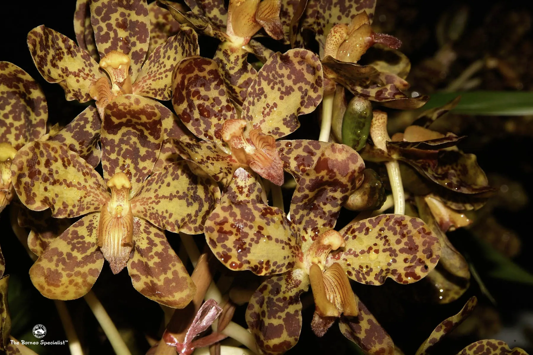 Tiger orchid