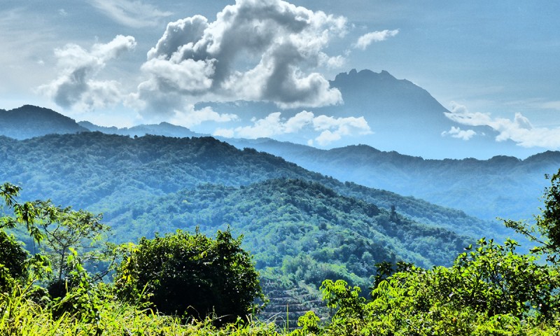 Jungle Trekking 