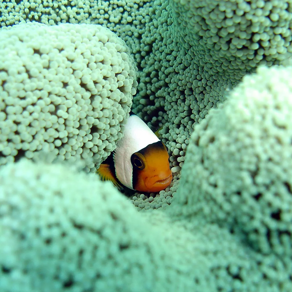 Things To Do - Diving at Sipadan, Rated Top 10 in the World