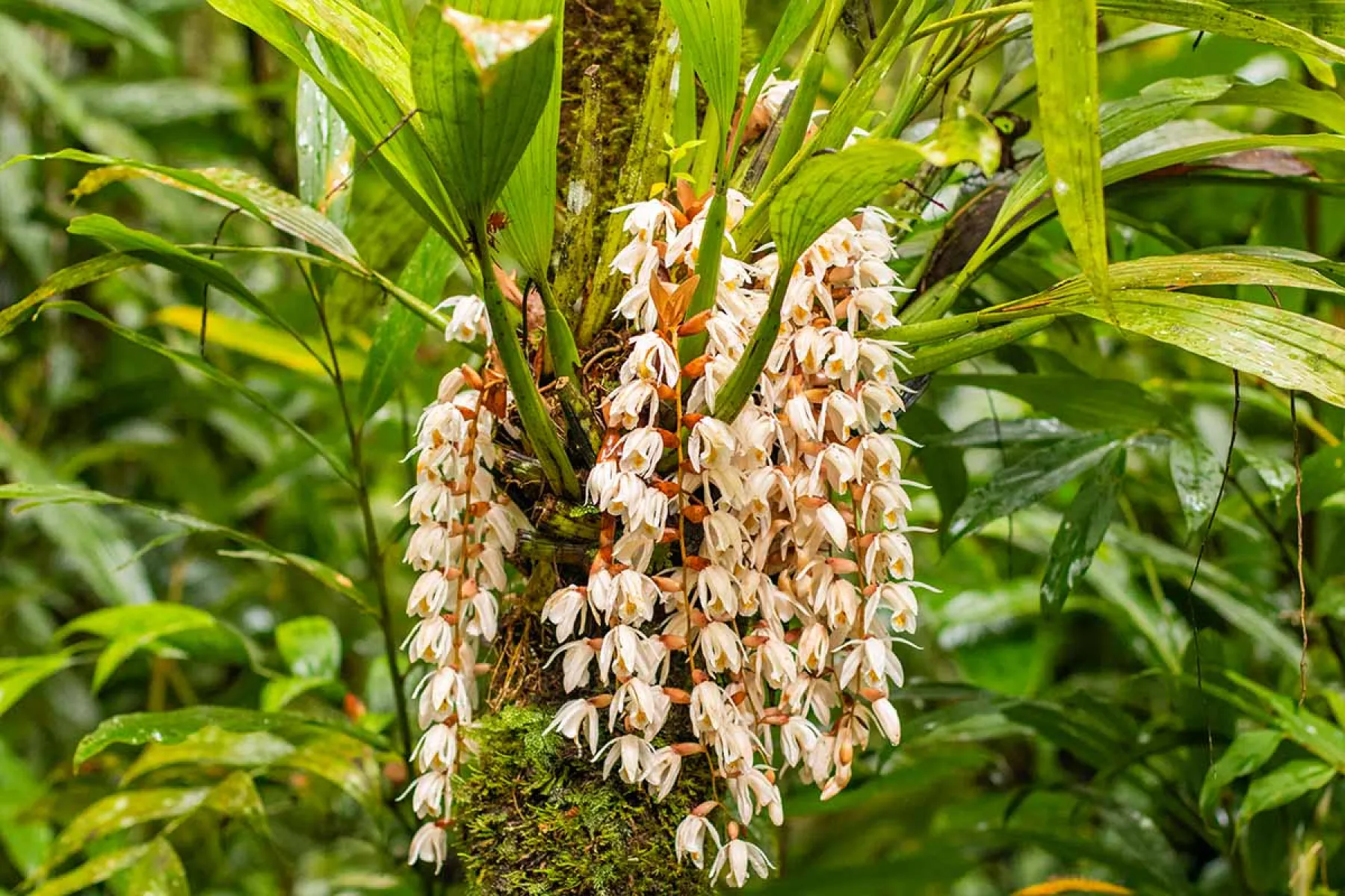botanical garden