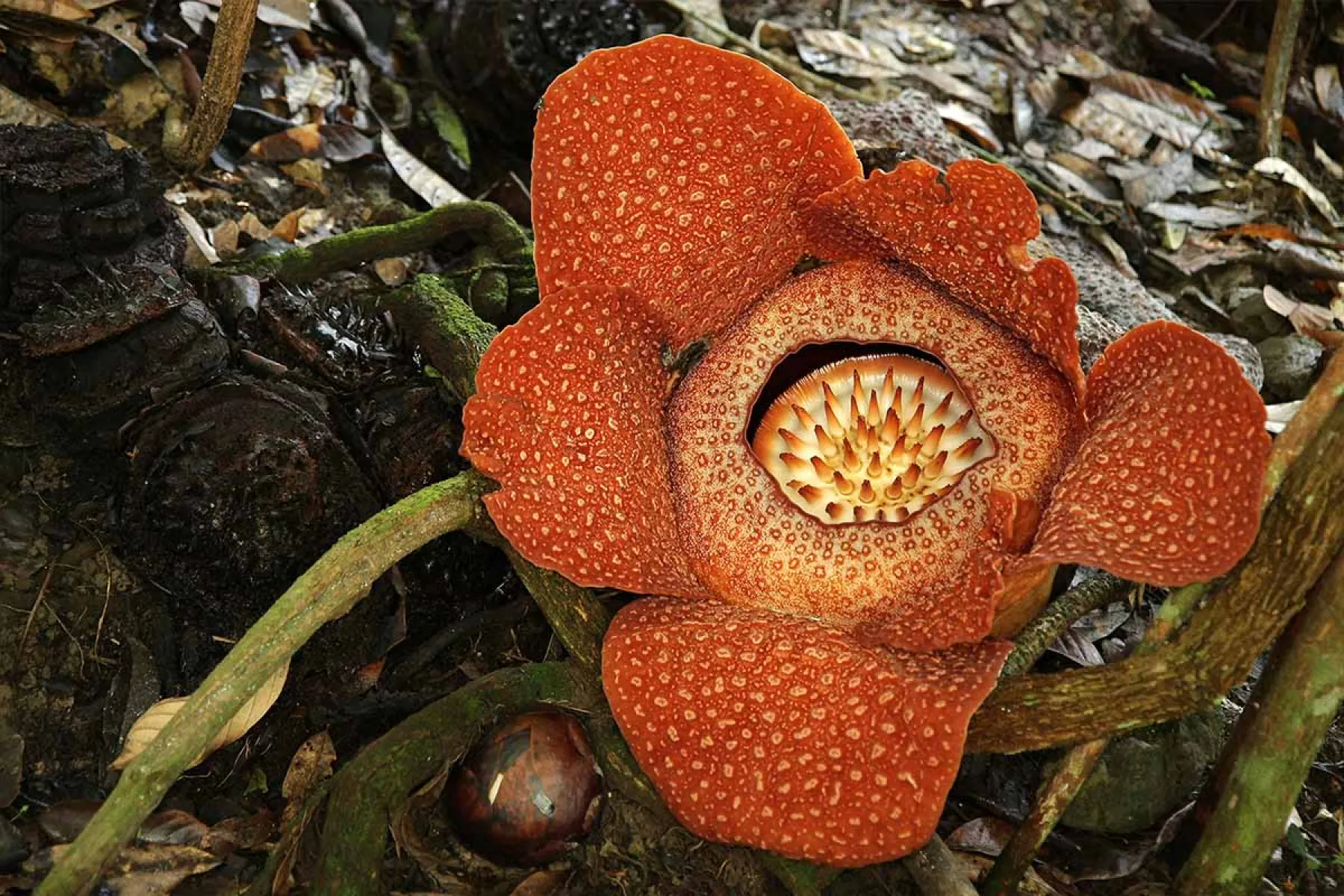 Rafflesia keithii