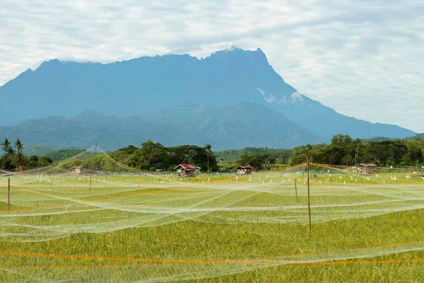 Kinabalu Park Safari - Day 1