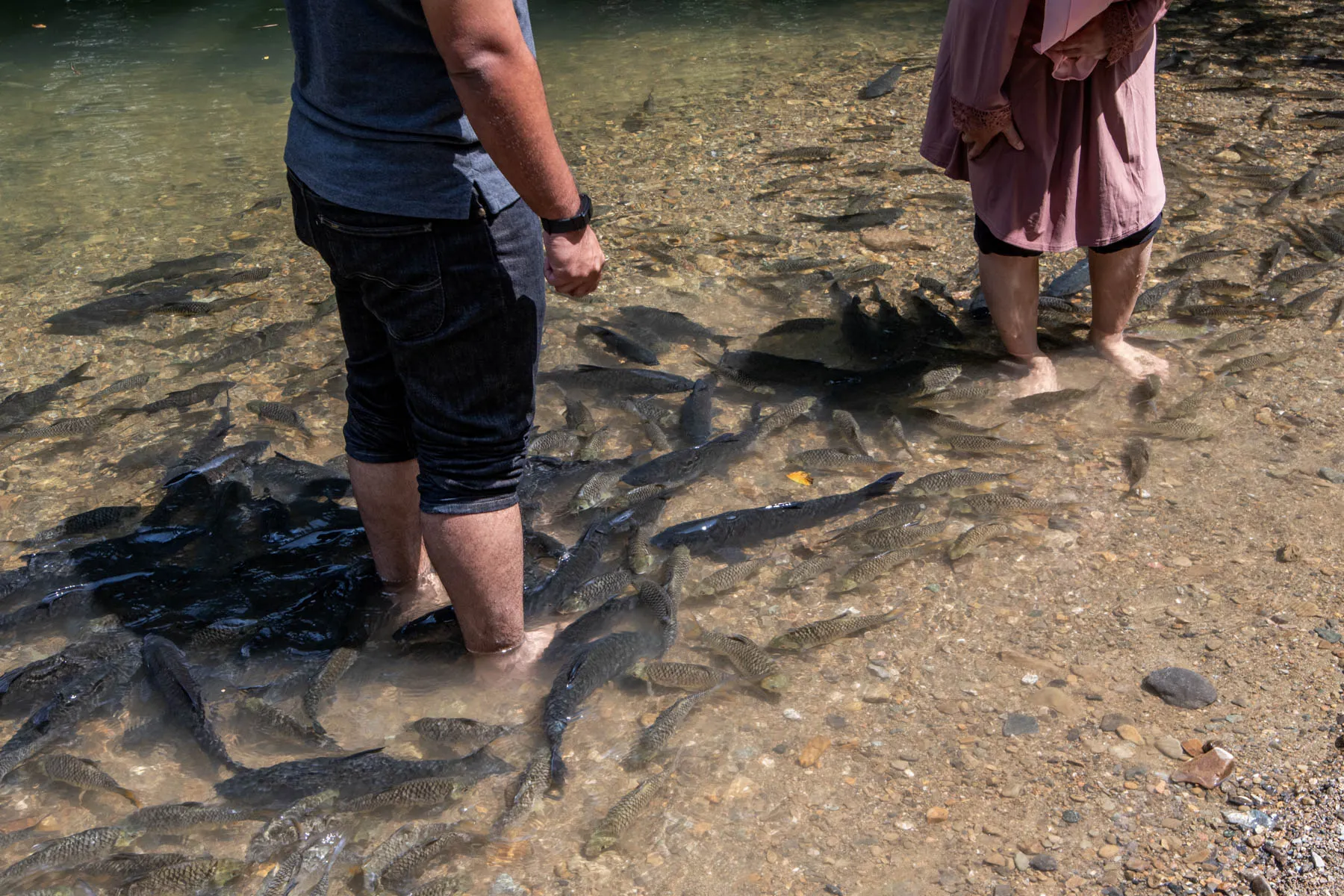 fish spa, Luanti