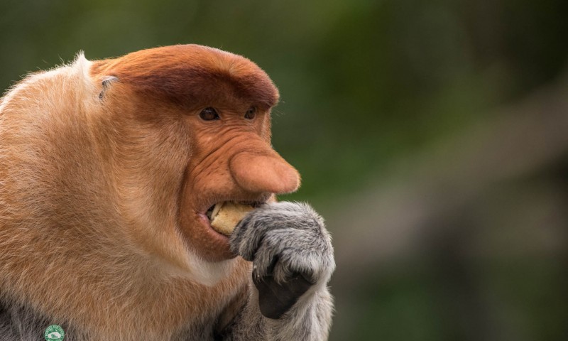 Long-Nosed Monkeys
