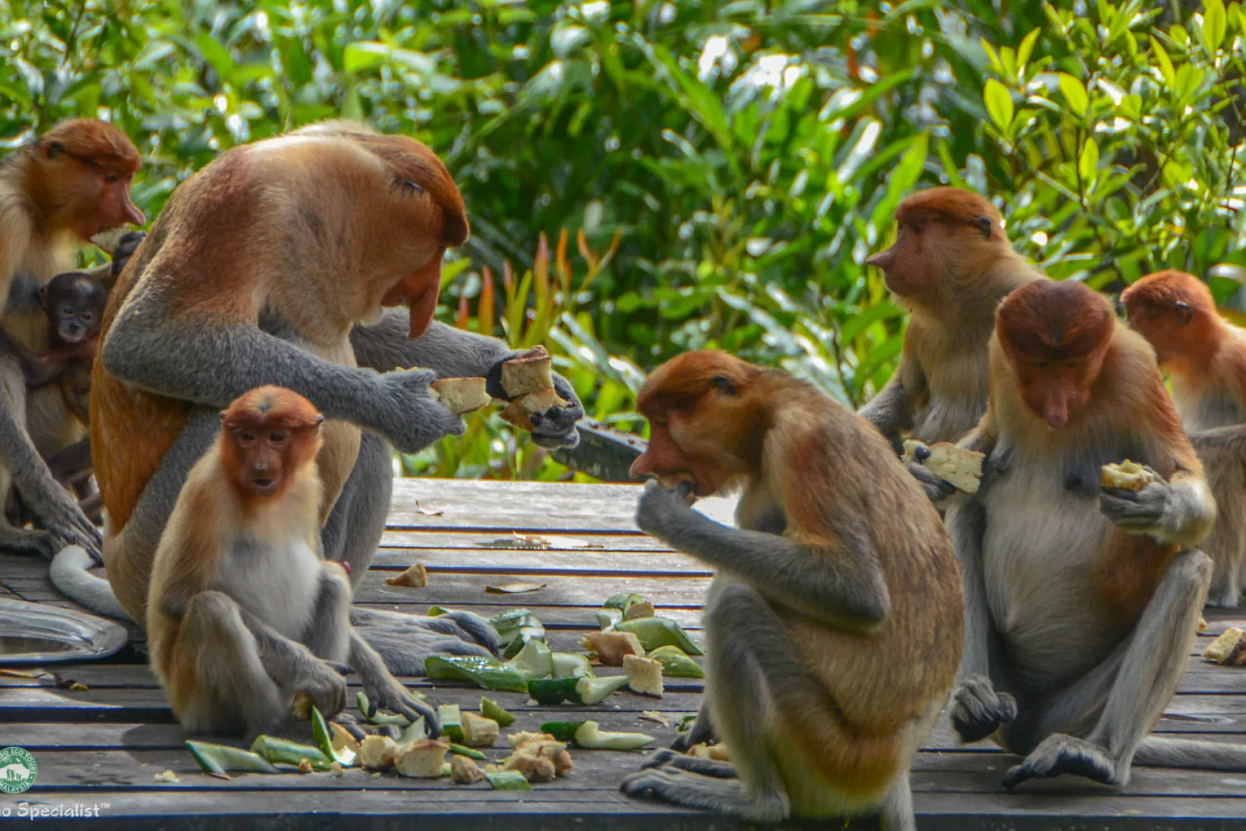 A harem of Proboscis Monkeys at Labuk Bay