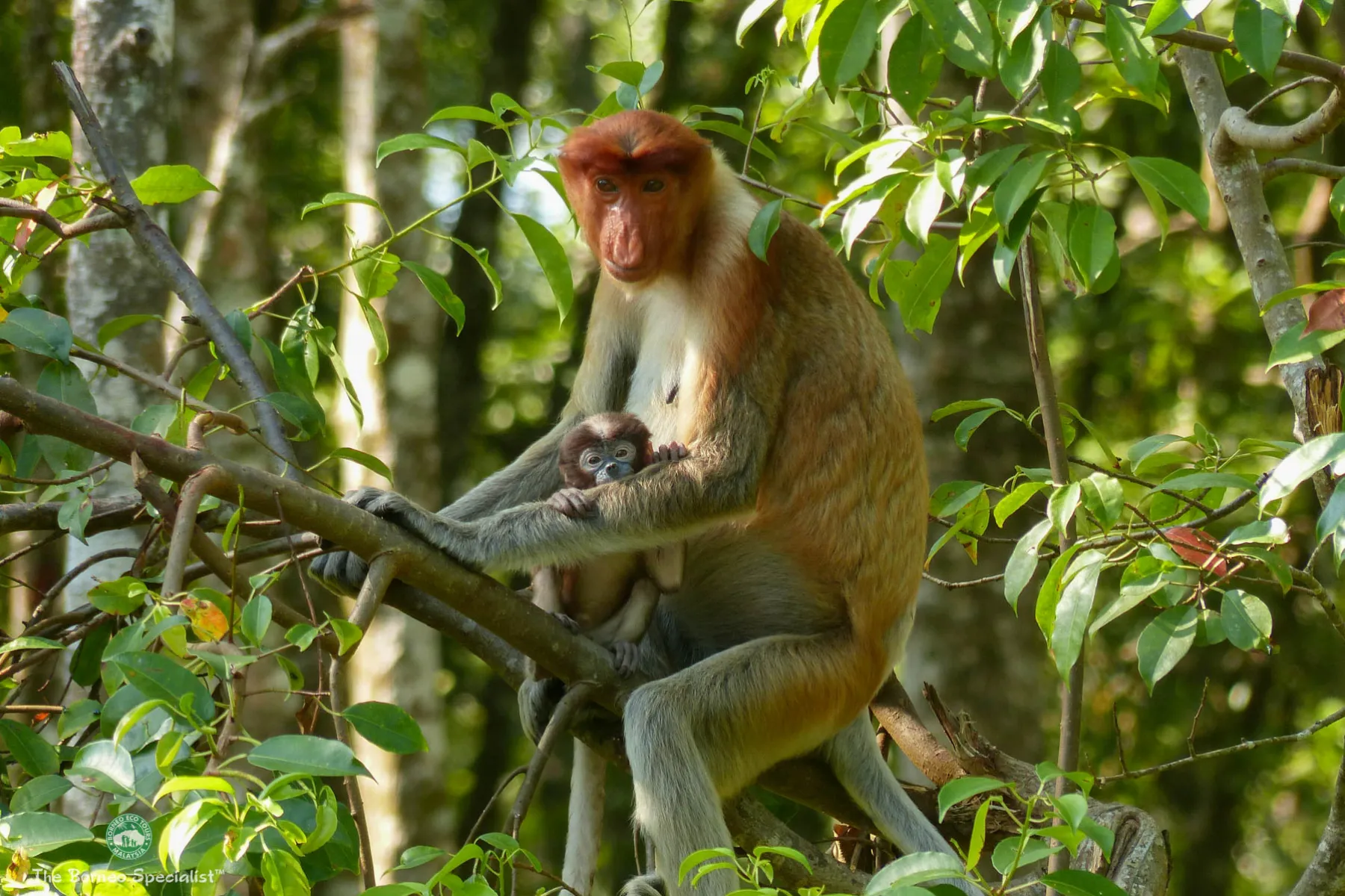 Proboscis monkey
