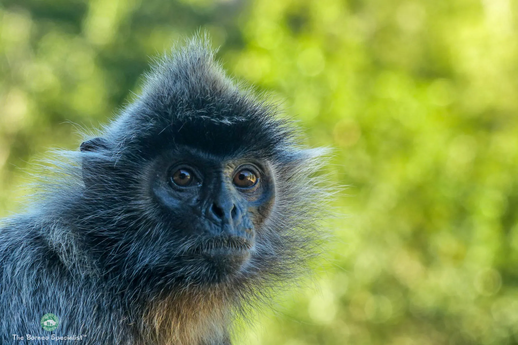Silver leaf langur