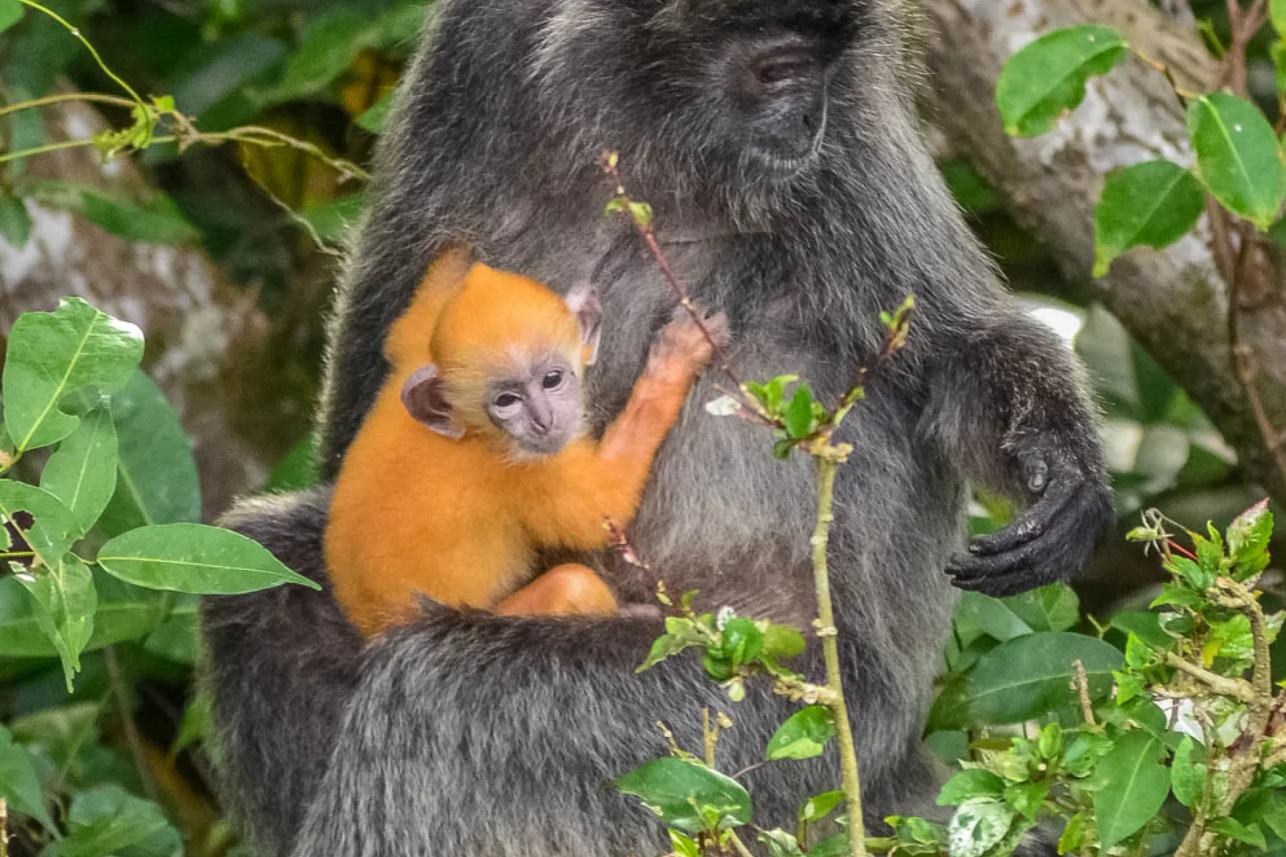 Silver Leaf Langur and her baby at Labuk Bay