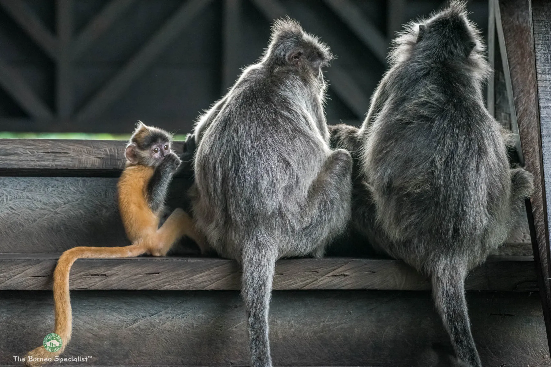 Silver Leaf Langurs at Labuk Bay