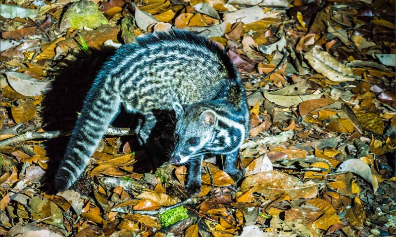 Wildlife Encounters