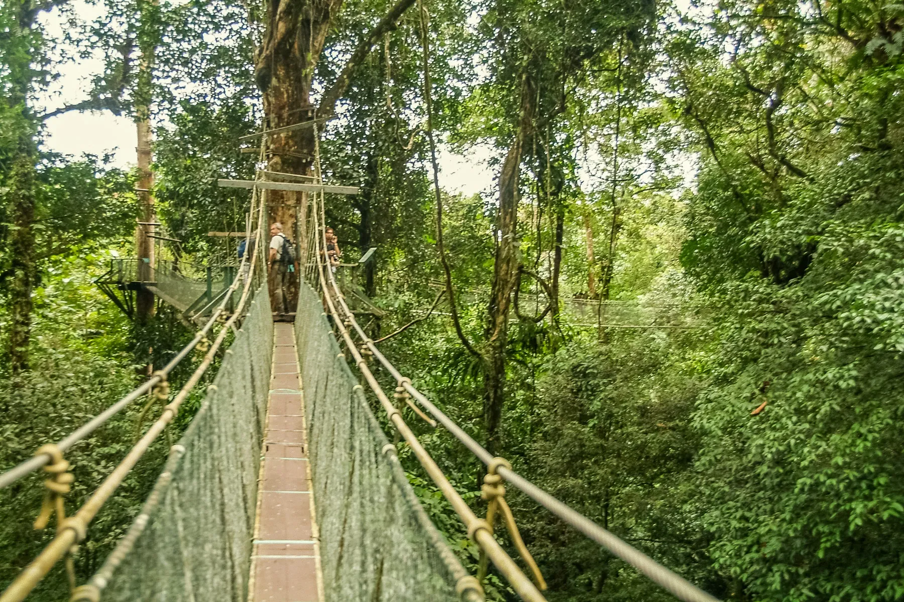 Canopy skyway