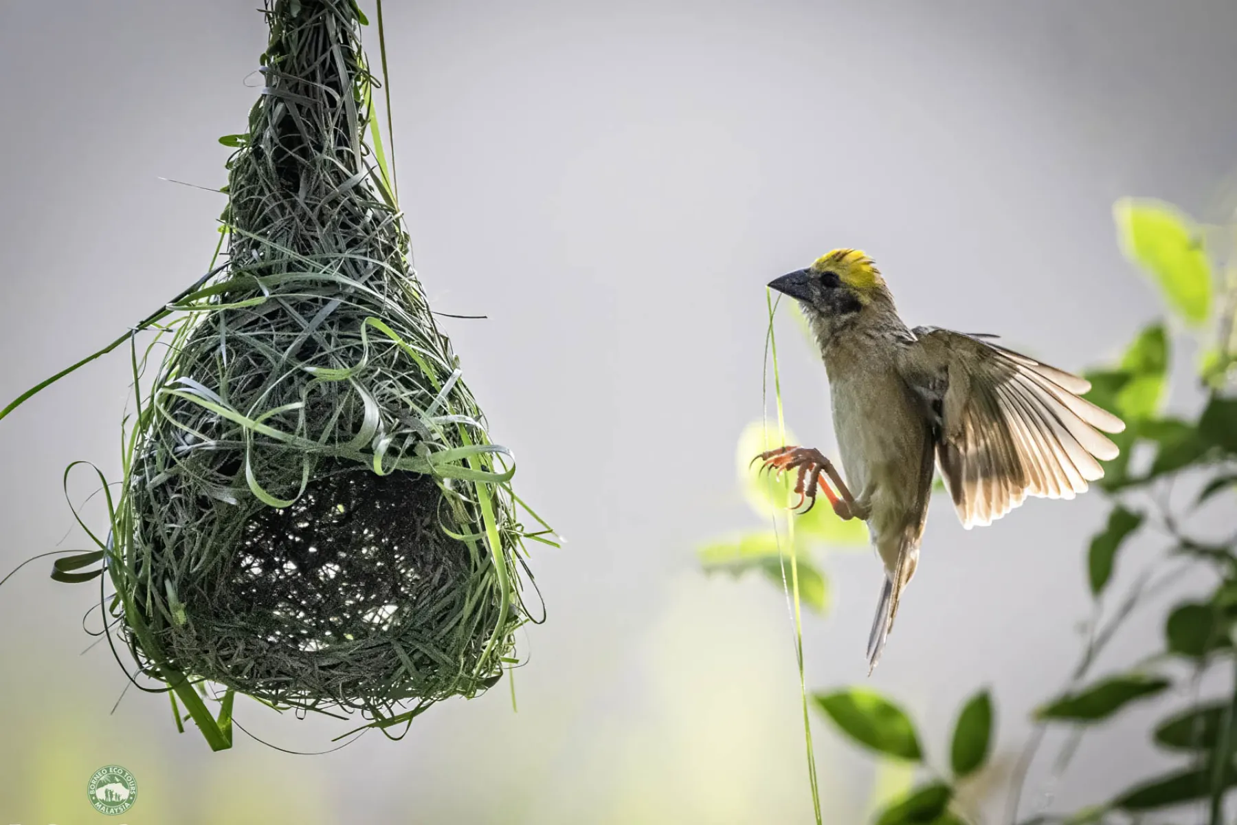 Baya Weaver