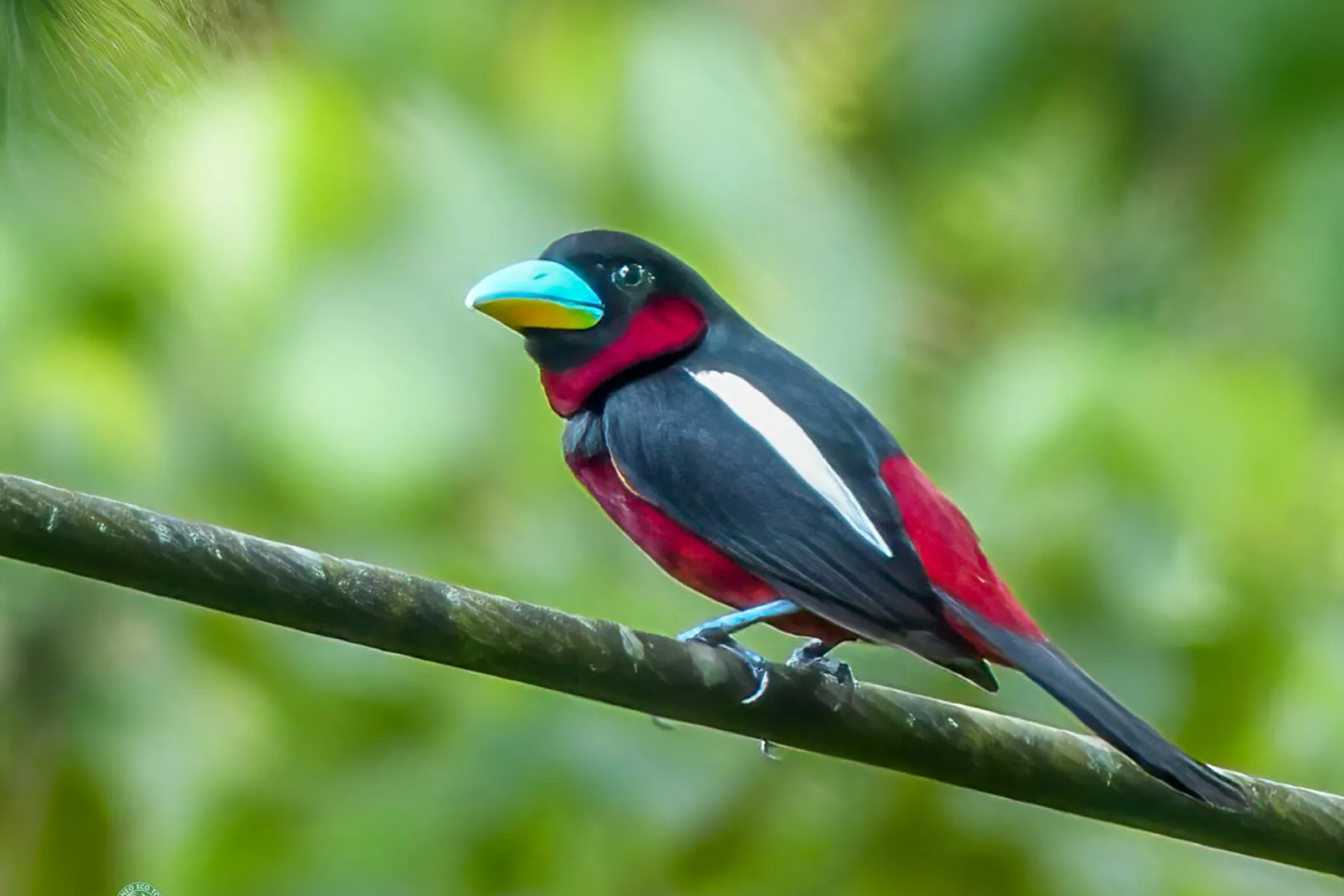 Black and yellow broadbill