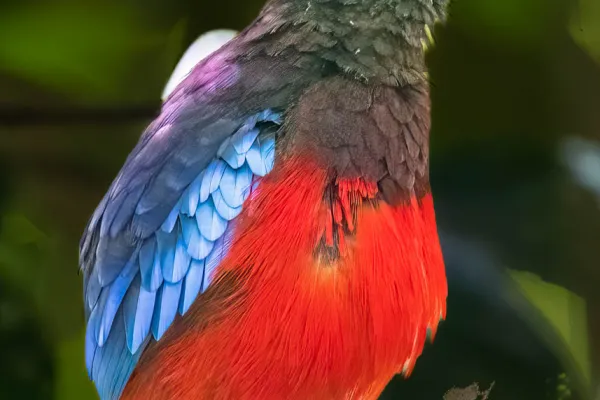 Sandakan Wildlife Safari - Day 4