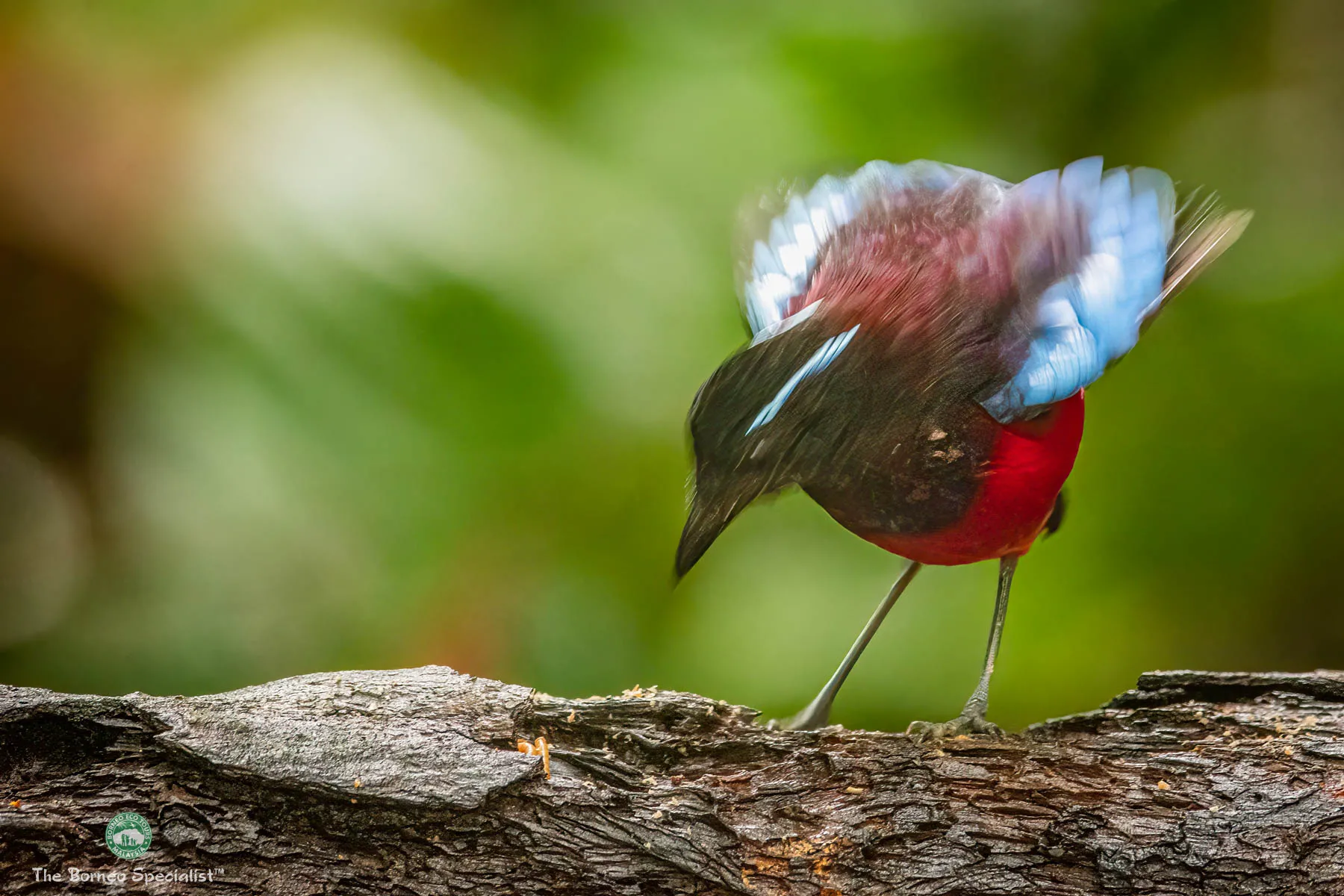 Black Crowned Pitta