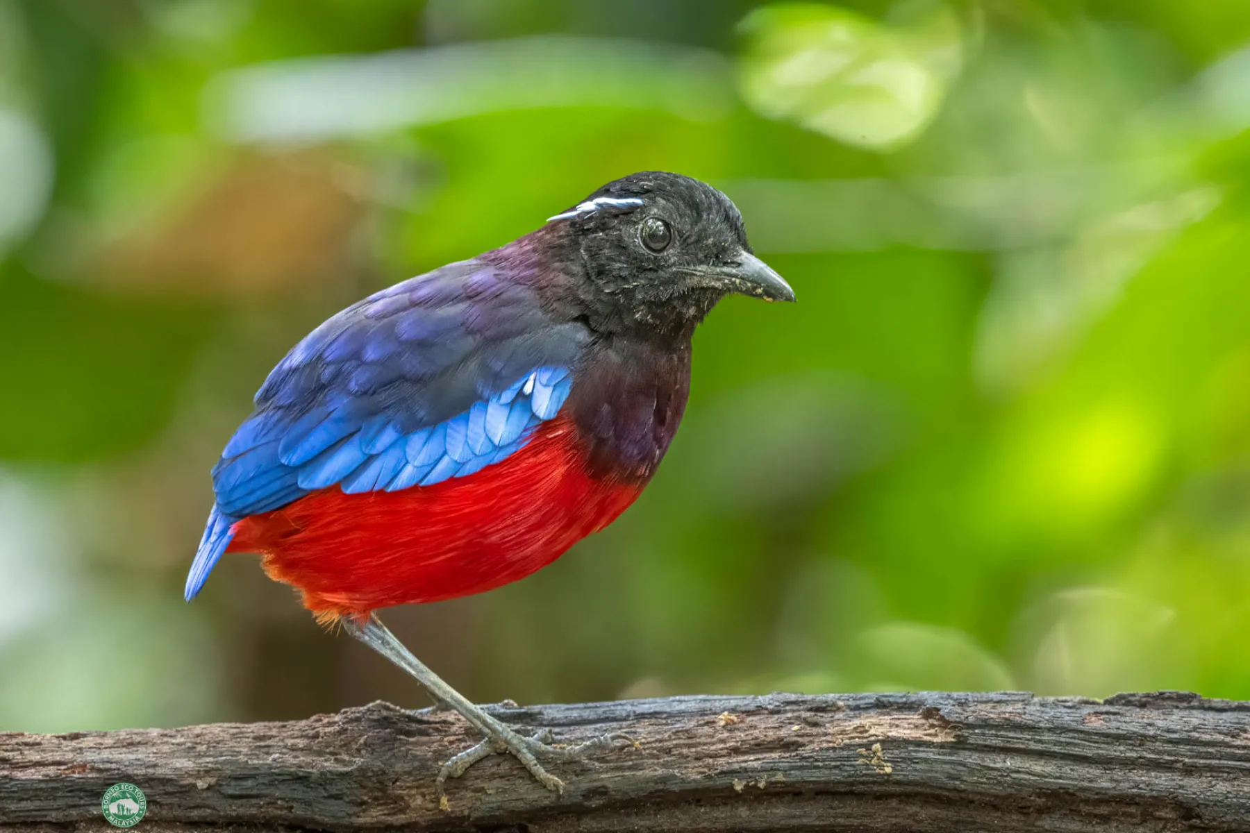 Black crowned pitta