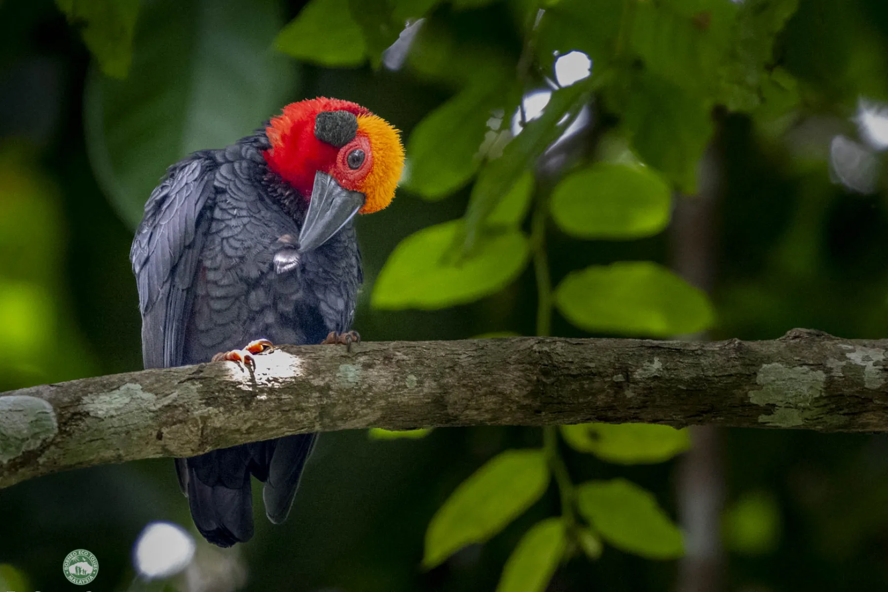 Bornean bristlehead