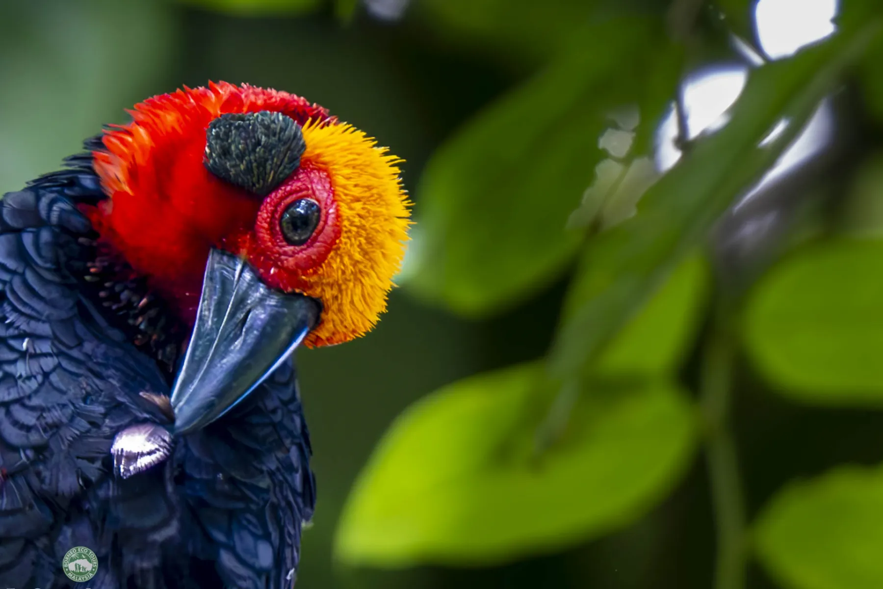 Bornean bristlehead