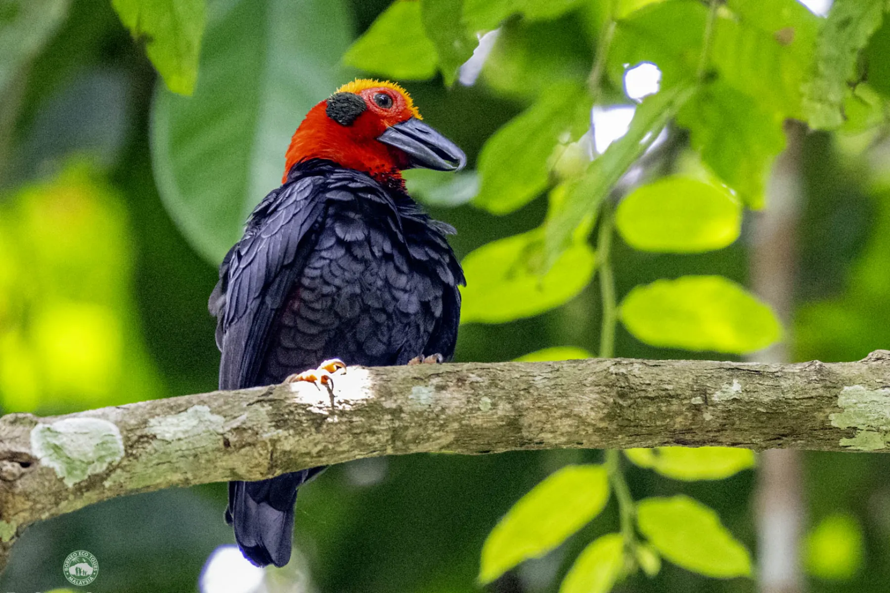 Bornean Bristlehead