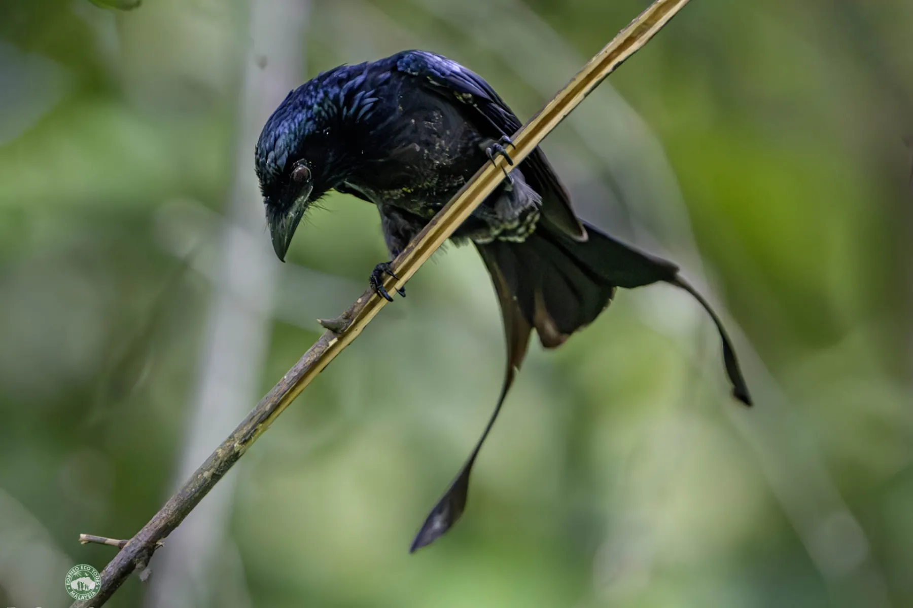 Greater racquet-tailed drongo