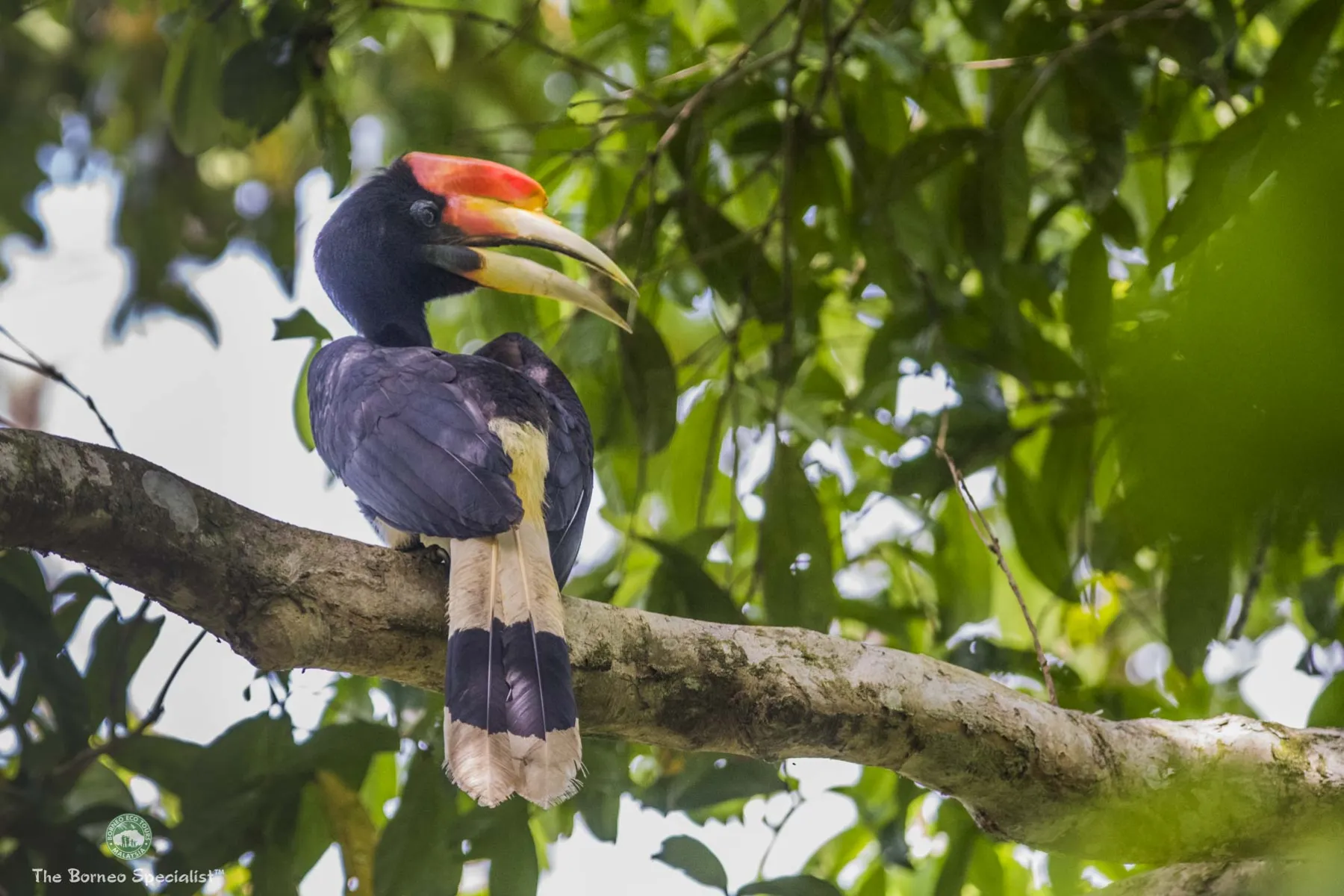 Rhinoceros Hornbill