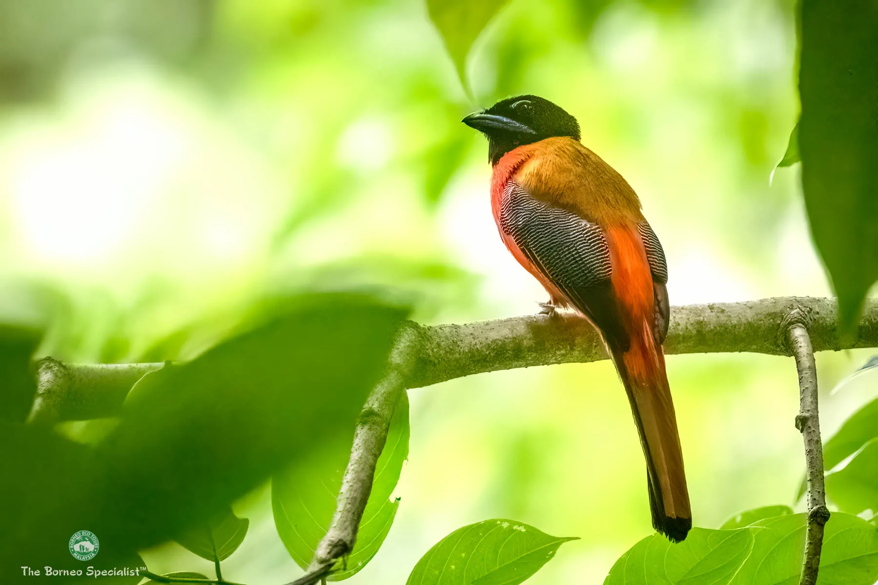 Scarlet-rumped trogon, RDC