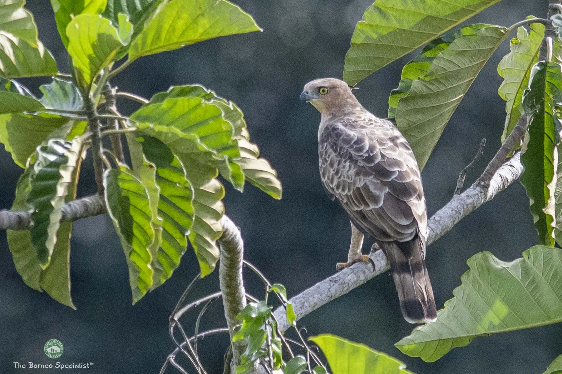 Wallace's hawk eagle