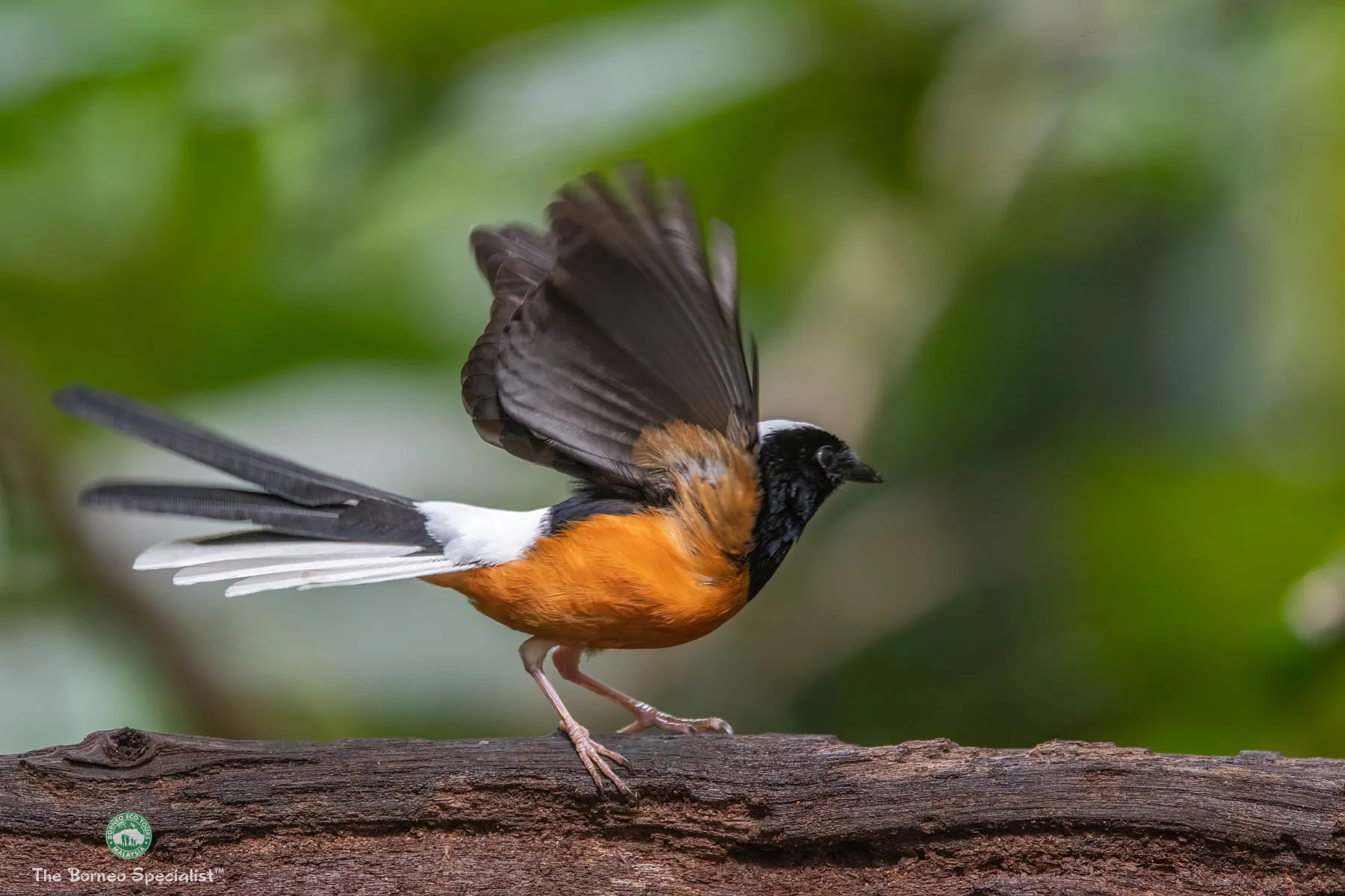 White crowned shama