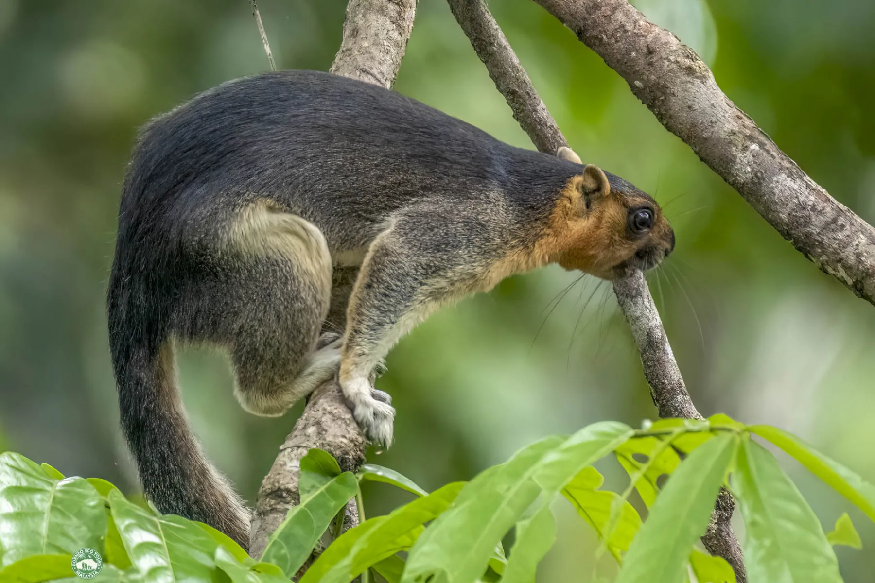 Giant squirrel