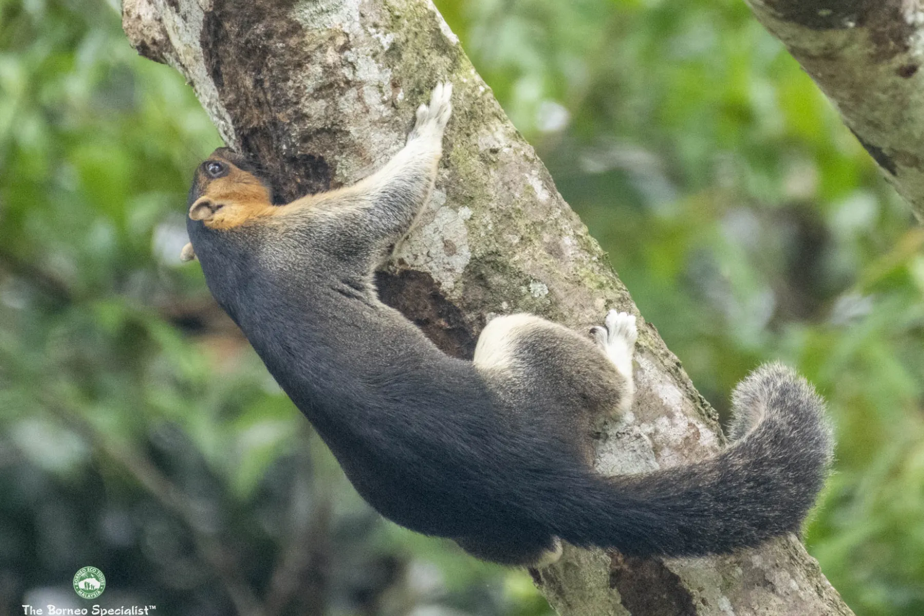 Giant Squirrel