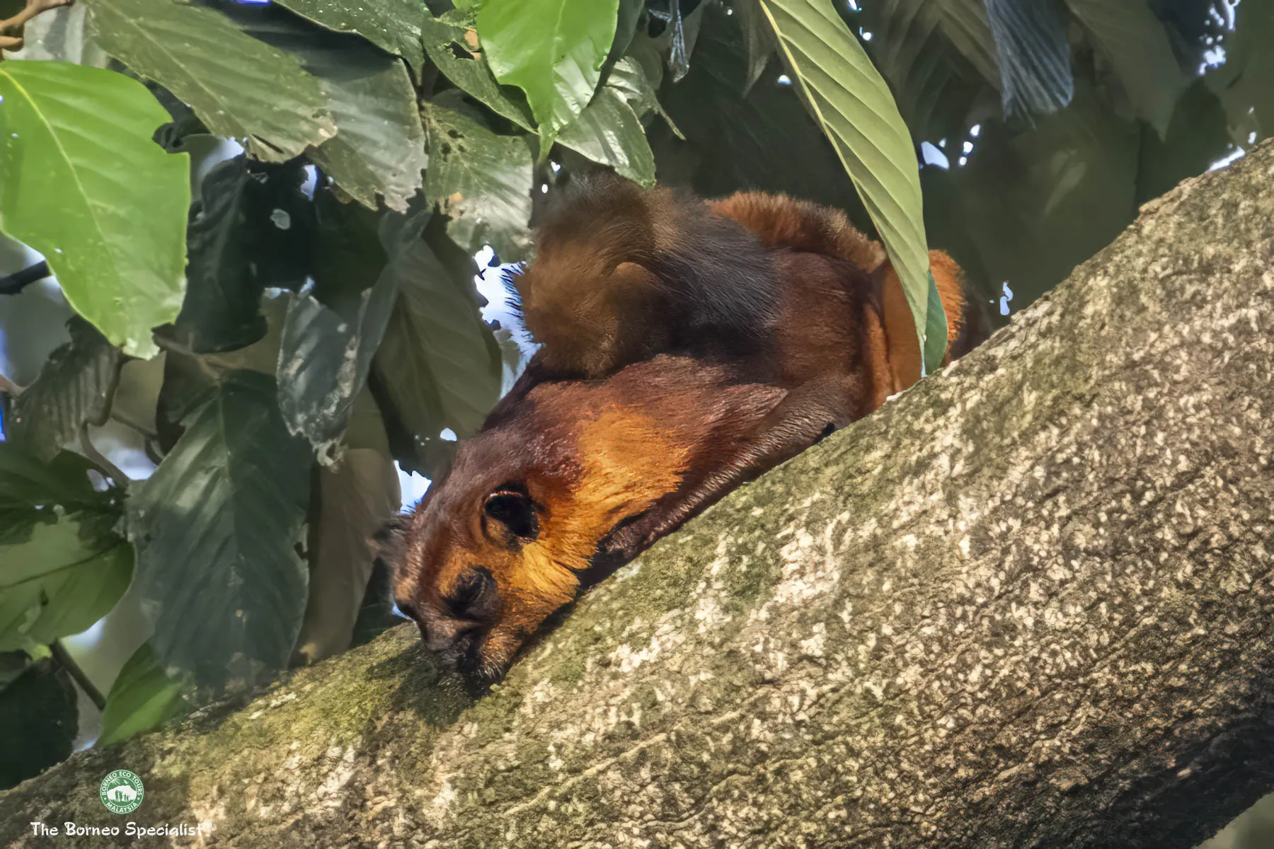 Red giant flying squirrel