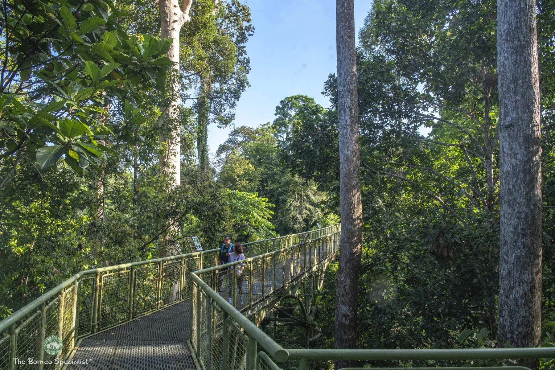 Rainforest Discovery Centre RDC Canopy walk