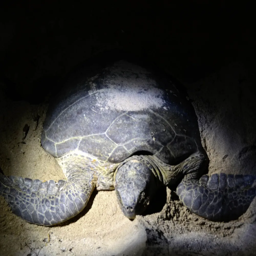 Things To Do - Watching Turtles Nesting at Selingan Island