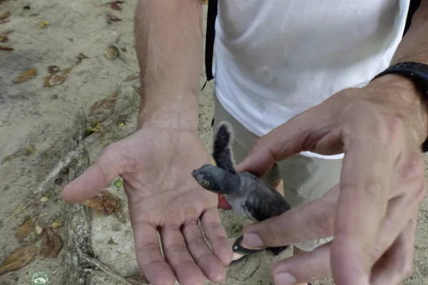 Sandakan Wildlife Safari - Day 1